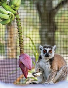 Lenny the ring-tailed lemur