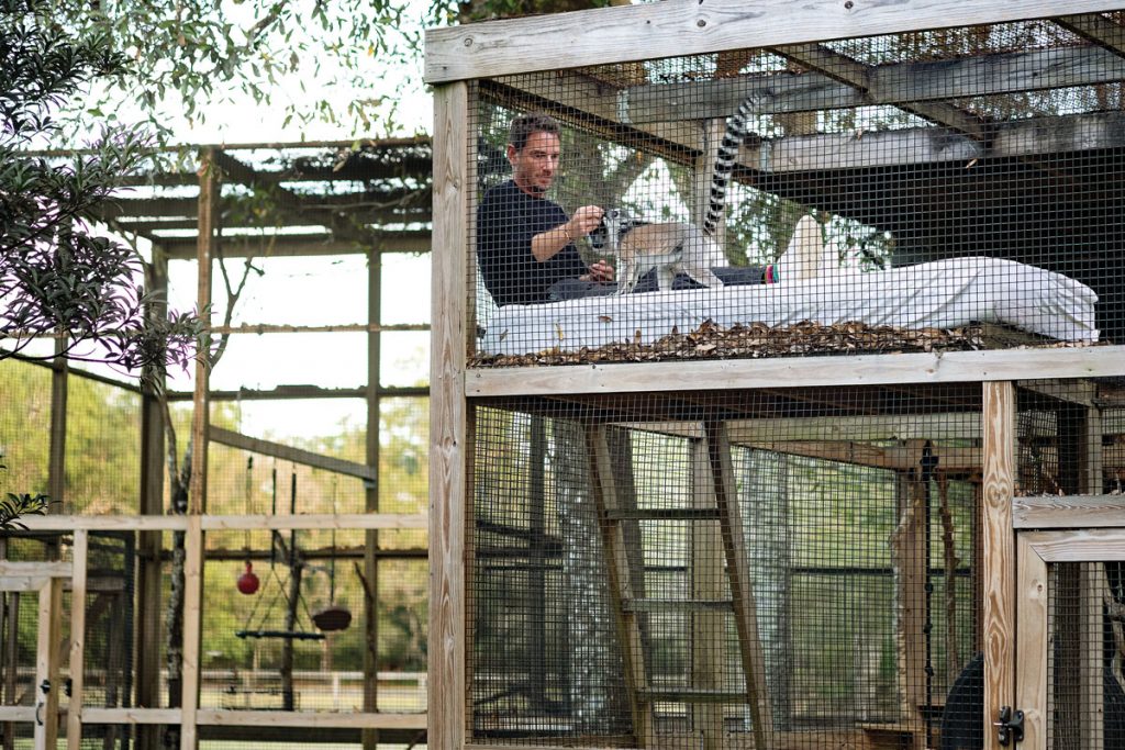 Lenny the ring-tailed lemur enjoys the loft within the 2,000-square-foot habitat he shares with Louis.