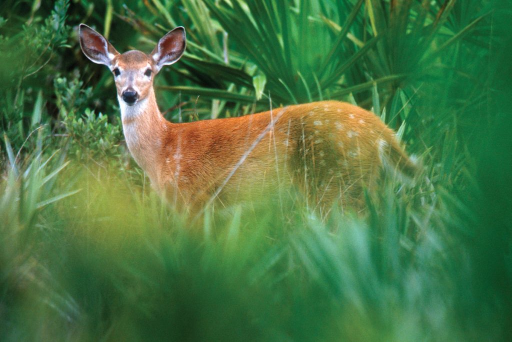 White tailed deer, Ocala National Forest