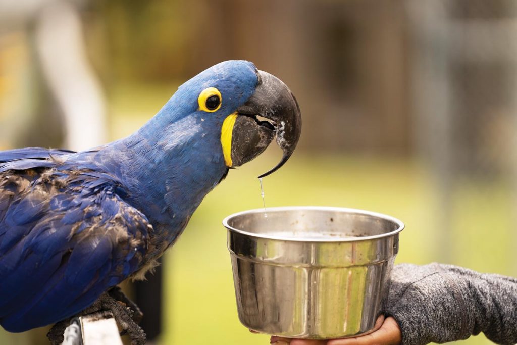 Calypso is one of two hyacinth macaws at Mandalay Farms. Hyacinth macaws are the largest flying parrot species in the world. Photo by Steven Martine