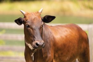 Cash the zebu cow. Photo by Steven Martine