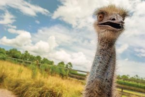 Juliette the emu. Photo by Steven Martine