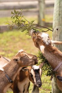 Nigerian dwarf goats. Photo by Steven Martine