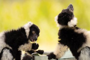 The farm’s two tricolored ruffed lemurs are still awaiting the perfect name. Photo by Steven Martine