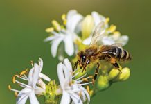 Garden of Life at Busch Wildlife Photo courtesy of Adobe Stock