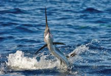 Sportfish Season Done Right Sailfish jumping. Photo by George LaBonte