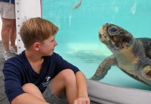 Take a Walk on the Wild Side in the Palm Beaches Visit sea turtle patients at Loggerhead Marinelife Center's outdoor hospital. Photo courtesy of Loggerhead Marinelife Center