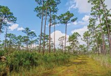 Two Ways to Celebrate Earth Day Locally Celebrate Earth Day appreciating nature at Jonathan Dickinson State Park. Photo courtesy of AdobeStock
