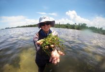 Seaweed Revolution Comes to South Florida Rachel Brewton collecting seaweed from local waters. Photo courtesy of Rachel Brewton