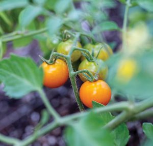 Homegrown Sungold cherry tomatoes. Photo by Marcos Schonholz