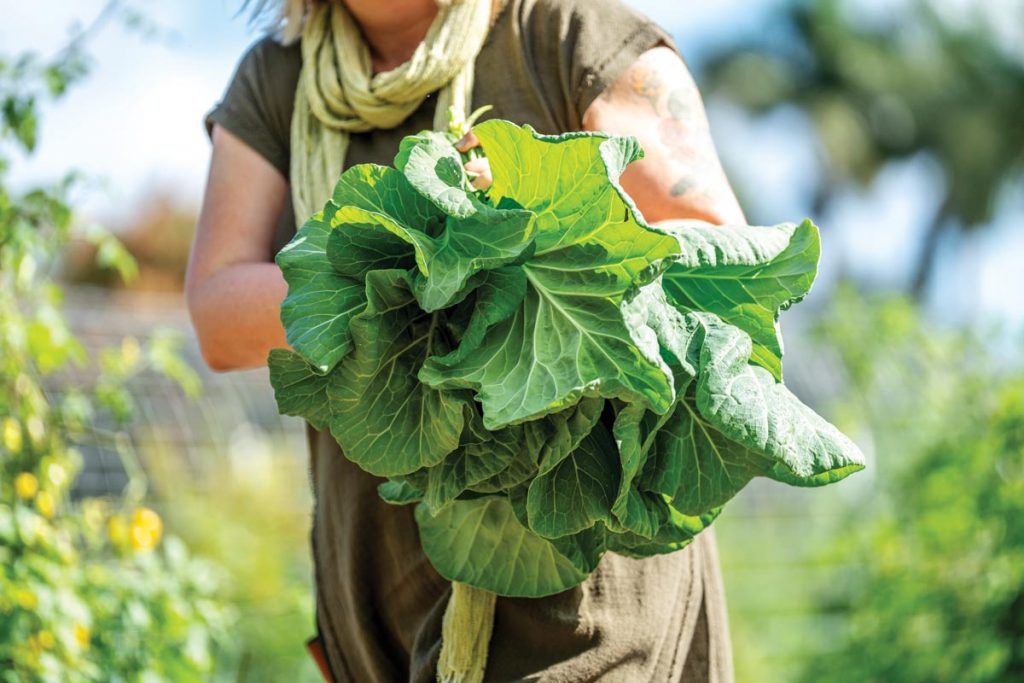 Homegrown collard greens. Photo by Marcos Schonholz