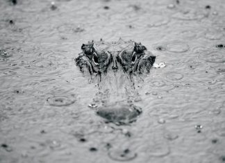 Local Photographers Have Their Eyes on Nature Leah Voss photographed this alligator at the Wakodahatchee Wetlands in Delray Beach. Photo by Leah Voss