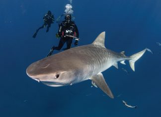 The Scuba Twins on the Science of Slowing Down Oksana and Viktoriya Gruzdyn, aka the Scuba Twins, observe a tiger shark. Photo courtesy of Viktoriya and Oksana Gruzdyn