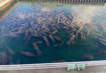 Honor 10 Years of ManateeFest This Weekend A busy day at Manatee Lagoon. Photo courtesy of Manatee Lagoon