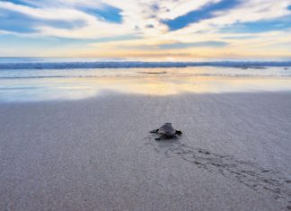 Do’s and Don’ts for Sea Turtle Nesting Season Hatching crawling to the ocean. Photo by Deano Cook