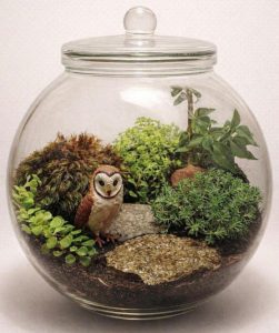 Learn how to create and care for a terrarium on June 17. Photo courtesy of Busch Wildlife Sanctuary